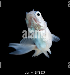 Cometa bianco Goldfish Fry isolato su nero Foto Stock