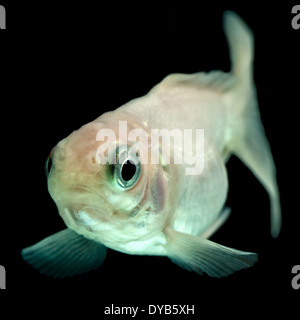 Cometa bianco Goldfish Fry isolato su nero Foto Stock