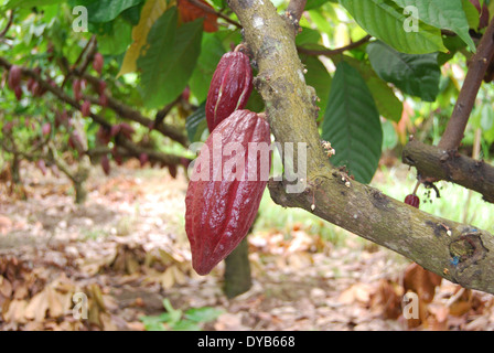 Baccello del cacao Foto Stock