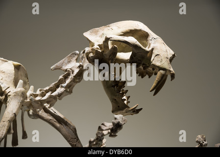 Lo scheletro di fossili di una sciabola-gatto dentata (Dinictis felina). Età Oligocene. Foto Stock