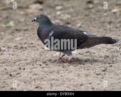 Piccioni selvatici con luminosi occhi arancio in piedi nella sabbia. Foto Stock