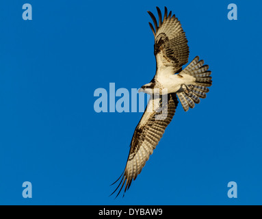 Osprey in volo (Pandion haliaetus), Amelia Island, Florida Foto Stock