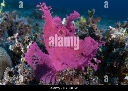 Un rosa luminoso/viola paddle-lembo scorfani {Rhinopias eschmeyeri) sulla sabbia vulcanica, Tulamben, Bali, Indonesia. Foto Stock