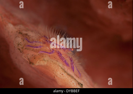 Hairy squat lobster (Lauriea siagiani) tra una rosa e arancio spugna colorati, Tulamben, Bali, Indonesia. Foto Stock