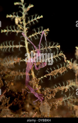 Viola varietà di gamberi dello scheletro (Caprella sp.) Tulamben, Bali, Indonesia. Foto Stock