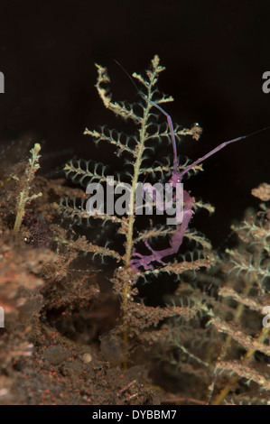 Viola varietà di gamberi dello scheletro (Caprella sp.) Tulamben, Bali, Indonesia. Foto Stock