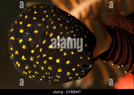 I capretti le faraone spotted pufferfish (Arothron meleagris), rifugiandosi tra un crinoide, Indonesia. Foto Stock