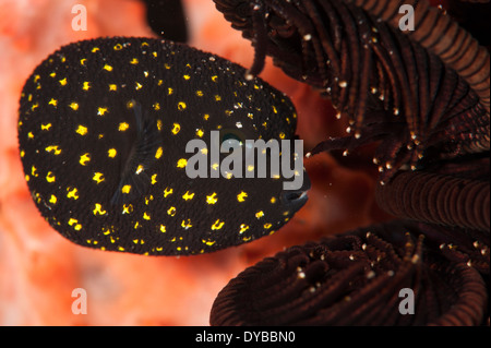 I capretti le faraone spotted pufferfish (Arothron meleagris), rifugiandosi tra un crinoide, Indonesia. Foto Stock