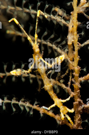 Varietà gialla di scheletro gamberetti (Caprella sp.), Tulamben, Bali, Indonesia. Foto Stock