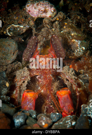 Giant canocchia (Lysiosquillina lisa), noto anche come di Lisa canocchia, il peering da scavano, Tulamben, Bali, Indonesia. Foto Stock