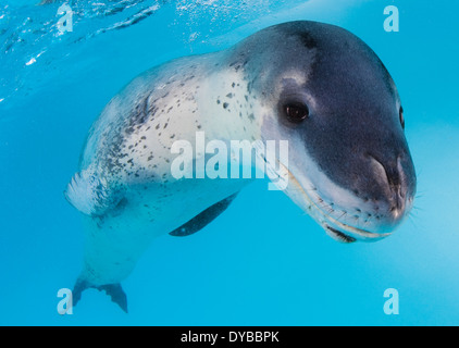 Vista del viso di una guarnizione di tenuta di leopard (Hydrurga leptonyx) durante un incontro ravvicinato, Astrolabio Isola, l'Antartide. Foto Stock