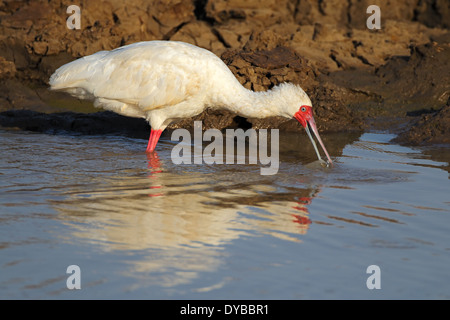 African spatola (Platalea alba) rovistando in acque poco profonde, Sud Africa Foto Stock