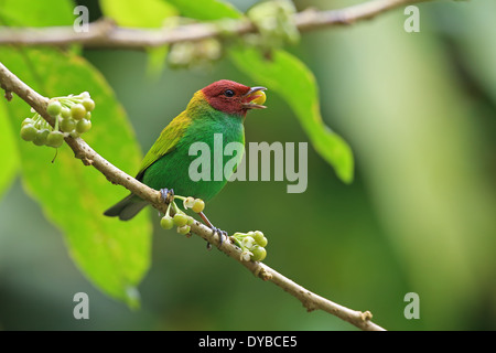 Bay-guidato Tanager (Tangara gyrola) Foto Stock