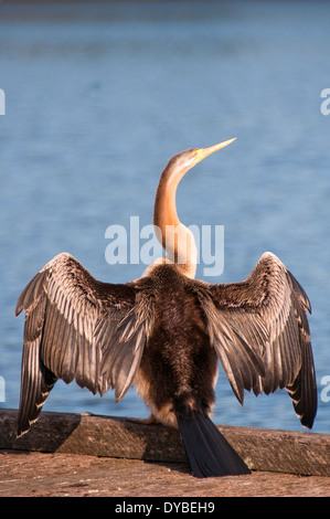 Australian Darter (Anhinga novaehollandiae), Centennial Park, Sydney, Australia Foto Stock