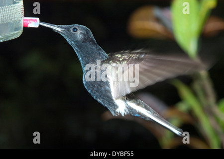 Nero hummingbird giacobina, Florisuga fusca, Museo di Biologia Mello Leitao, Santa Teresa, Espirito Santo, Brasile Foto Stock