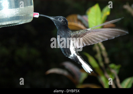 Nero hummingbird giacobina, Florisuga fusca, Museo di Biologia Mello Leitao, Santa Teresa, Espirito Santo, Brasile Foto Stock