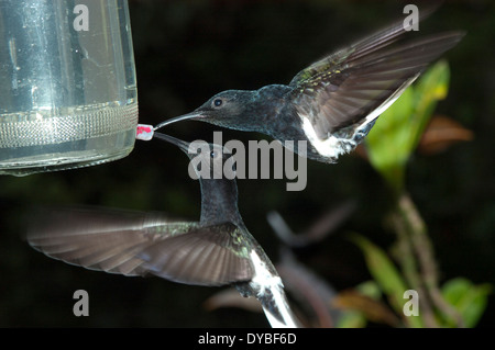 Due nero colibrì giacobina, Florisuga fusca, Museo di Biologia Mello Leitao, Santa Teresa, Espirito Santo, Brasile Foto Stock