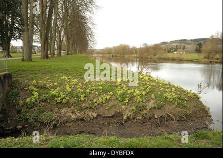 Butterbur gigante, Petasites japonicus Foto Stock