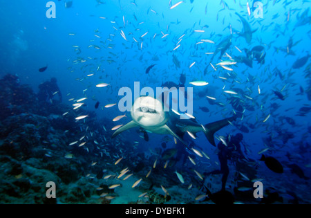 Squalo toro, Carcharhinus leucas, nuota da subacquei Beqa lagoon, Viti Levu, Figi e Sud Pacifico Foto Stock