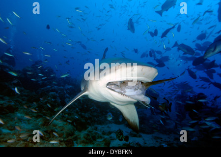 Squalo toro, Carcharhinus leucas, nuota con il pesce in bocca, Beqa lagoon, Viti Levu, Figi e Sud Pacifico Foto Stock