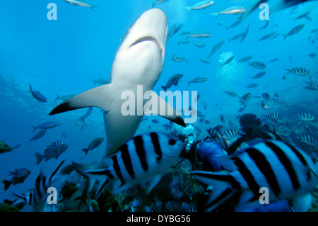 Silvertip shark Carcharhinus albimarginatus, Beqa lagoon, Viti Levu, Figi e Sud Pacifico Foto Stock