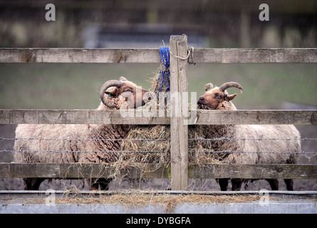 Manx Loaghtan pecore feed da un sacchetto di fieno, WILTSHIRE REGNO UNITO Foto Stock