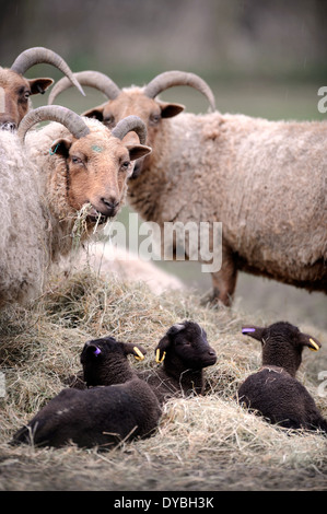 Manx Loaghtan pecore con i loro agnelli a molla, WILTSHIRE REGNO UNITO Foto Stock