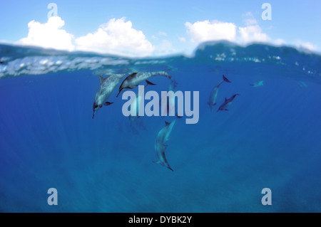 Pod di spinner delfini Stenella longirostris, Hulopoe Bay, Lanai, Hawaii, STATI UNITI D'AMERICA Foto Stock