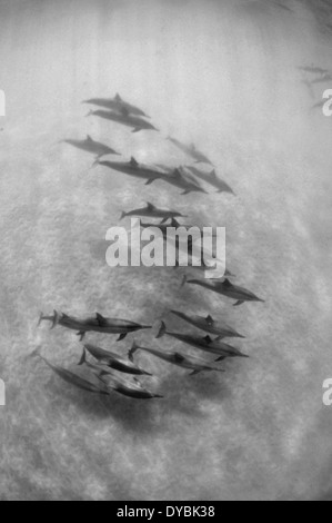 Pod di spinner delfini Stenella longirostris, Hulopoe Bay, Lanai, Hawaii, STATI UNITI D'AMERICA Foto Stock