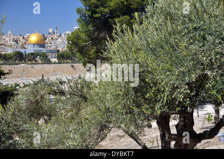 Albero di olivo, Olea europaea e vista della città vecchia di Gerusalemme con la Cupola della Roccia moschea, Gerusalemme, Israele Foto Stock