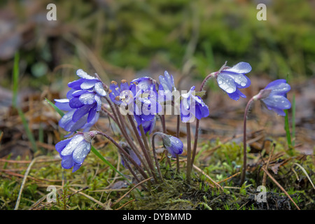 Primo piano della piccola e bagnato Anemone hepatica fiori in una foresta Foto Stock