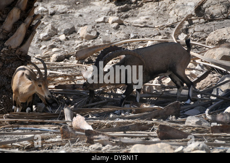 Coppia di Ibex Nubiano, Capra nubiana, in calore, Riserva Naturale di Ein Gedi e parco nazionale, Israele Foto Stock