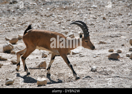 Ibex Nubiano, Capra nubiana, Riserva Naturale di Ein Gedi e parco nazionale, Israele Foto Stock