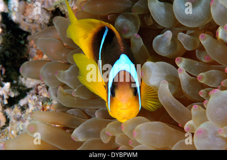 Twoband, anemonefish Amphiprion bicinctus, Golfo di Aqaba, Mar Rosso, Giordania Foto Stock