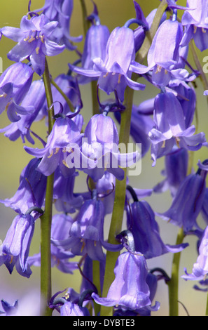 Nativo bluebells inglese (hyacinthoides non scripta) a Ryton di legno in Warwickshire, Inghilterra, Regno Unito - Maggio Foto Stock