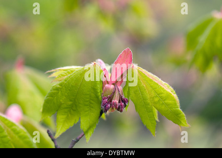 Acer japonicum boccioli di fiori. Foto Stock