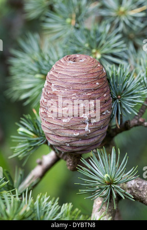 Cedrus atlantica pigna. Atlas cedro. Foto Stock