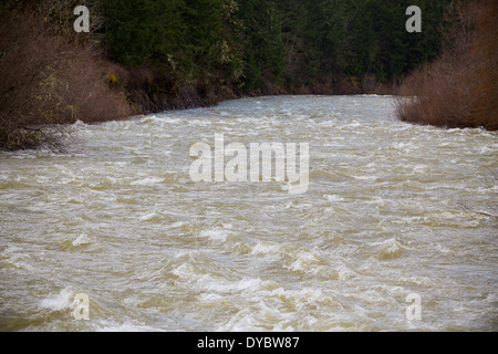 Acqua alta river rapids su willamette in Oregon. Foto Stock