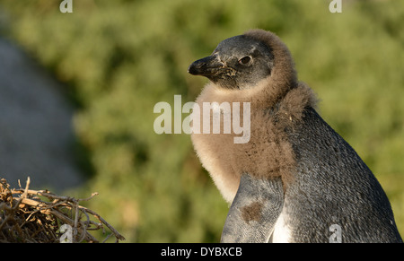 I capretti pinguino africano sulla spiaggia di False Bay, Sud Africa. Foto Stock