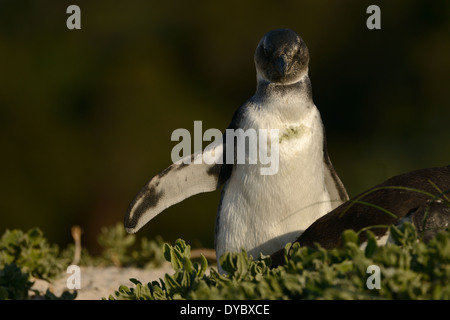 I capretti pinguino africano sulla spiaggia di False Bay, Sud Africa. Foto Stock