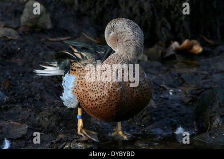 Preening maschio rosso mestolone (Anas platalea) Foto Stock