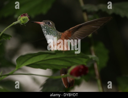 Sud Americana Amazilia o Emerald hummingbird ( Amazilia amazilia) tenuto fuori da un albero Foto Stock