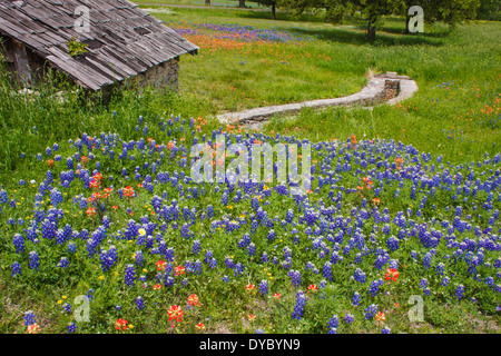 Campi di Bluebonnet del Texas (Lupinus texensis), Pennello indiano (Castilleja indivisa) fiori selvatici all'Old Baylor College di Independence, Texas. Foto Stock