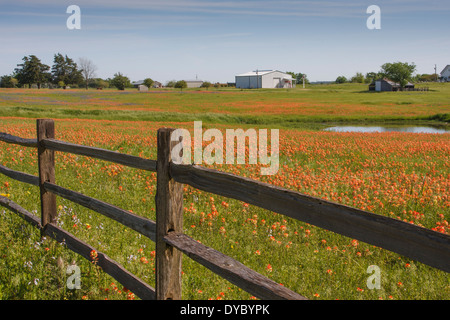 Indian Paintbrush fiori selvatici, Castilleja indivisa, fiorire in primavera lungo la strada Farm-to-Market 362 vicino Whitehall, Texas Foto Stock