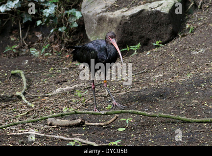 Puna Ibis (Plegadis ridgwayi) Foto Stock