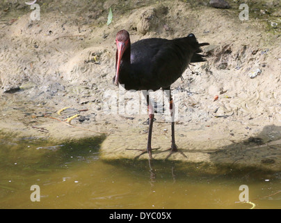 Sud Americana di Puna Ibis (Plegadis ridgwayi) Foto Stock