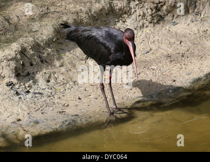 Sud Amercian Puna Ibis (Plegadis ridgwayi) Foto Stock