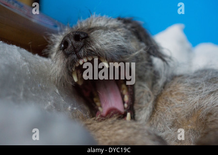 Cane capelli cane dorme sogna border terrier Foto Stock