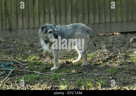 BORDER TERRIER CANE POSA DI CACCIA Foto Stock