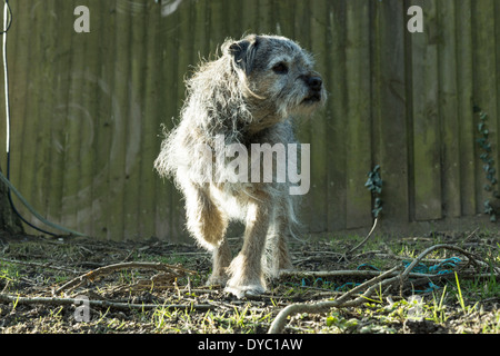 BORDER TERRIER CANE POSA DI CACCIA Foto Stock
